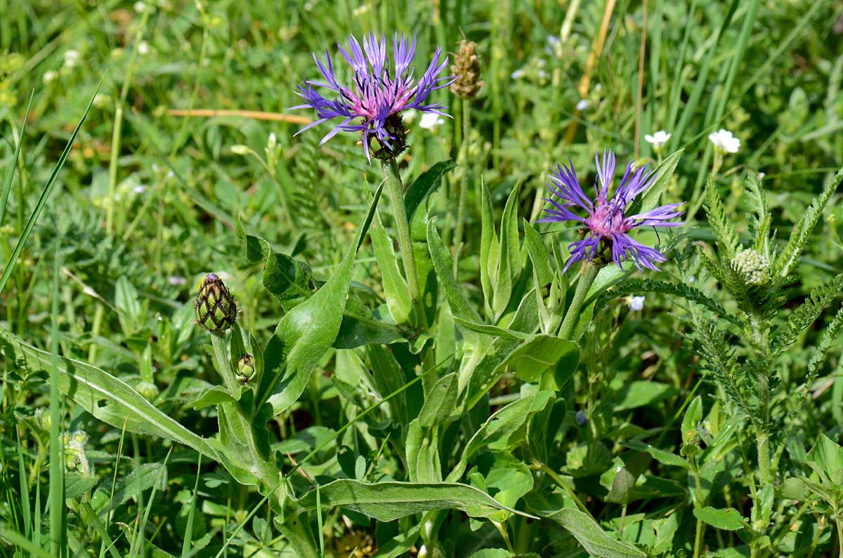 Centaurea montana / Fiordaliso montano